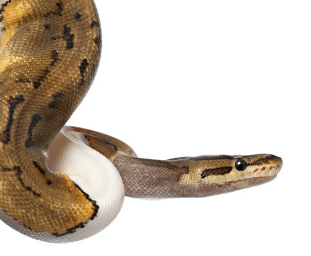 Close-up of Female Pinstripe Pied Royal python, ball python
