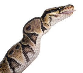 Naklejka premium Python Royal python eating a mouse, ball python, Python regius