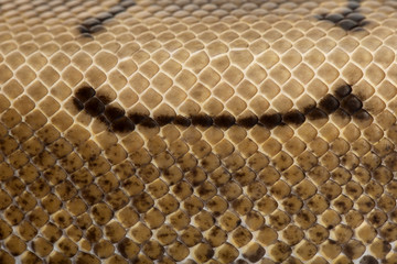 Close-up of Spinner Python, Royal python skin, ball python