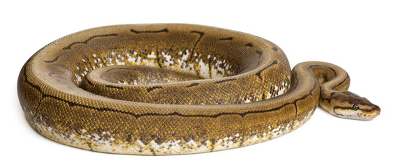 Spinner Python, Royal python, ball python, Python regius