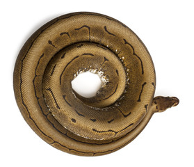 Fototapeta premium High angle view of Spinner Python, Royal python, ball python