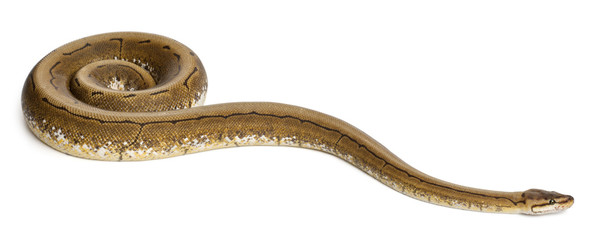 Obraz premium Spinner Python, Royal python, ball python, Python regius