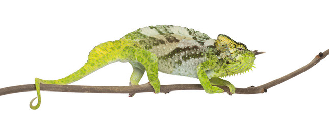 Four-horned Chameleon, Chamaeleo quadricornis, perched on branch © Eric Isselée