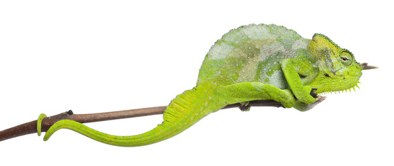 Four-horned Chameleon, Chamaeleo quadricornis, perched on branch © Eric Isselée