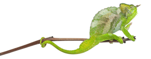 Four-horned Chameleon, Chamaeleo quadricornis, perched on branch