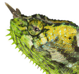 Close-up of Four-horned Chameleon, Chamaeleo quadricornis © Eric Isselée