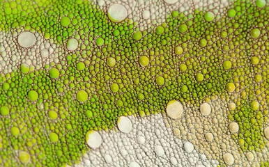 Photo sur Plexiglas Caméléon Close-up of Four-horned Chameleon skin, Chamaeleo quadricornis