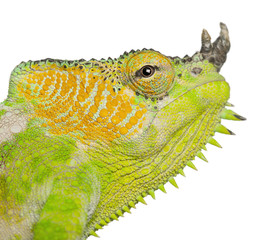 Close-up of Four-horned Chameleon, Chamaeleo quadricornis © Eric Isselée