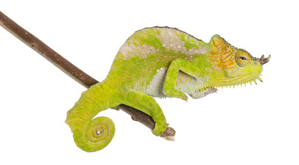 Four-horned Chameleon, Chamaeleo quadricornis, perched on branch