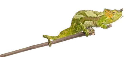 Four-horned Chameleon, Chamaeleo quadricornis, perched on branch