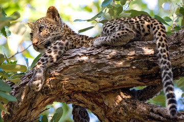 Leopard cub in tree