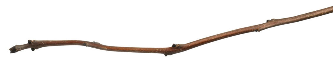 Tree branch in front of white background