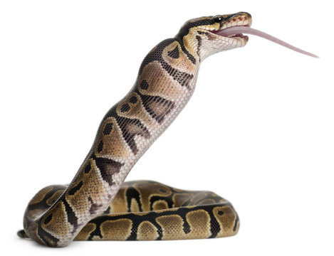 Python Royal python eating a mouse, ball python, Python regius