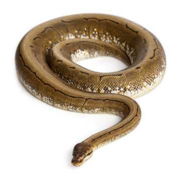 Spinner Python, Royal python, ball python, Python regius