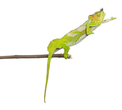 Four-horned Chameleon reaching away from it's branch