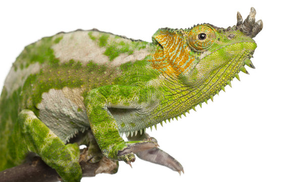Close-up of Four-horned Chameleon, Chamaeleo quadricornis