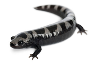 Naklejka premium Marbled Salamander, Ambystoma opacum