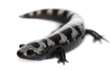 Naklejka premium Marbled Salamander, Ambystoma opacum