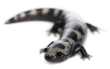 Marbled Salamander, Ambystoma opacum