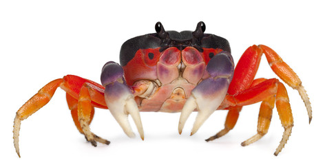 Red land crab, Gecarcinus quadratus - obrazy, fototapety, plakaty