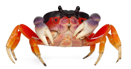 Red land crab, Gecarcinus quadratus © Eric Isselée
