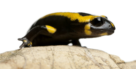 Fire salamander on rock, Salamandra salamandra