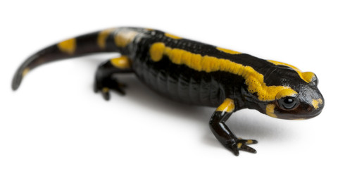 Obraz premium Fire salamander, Salamandra salamandra