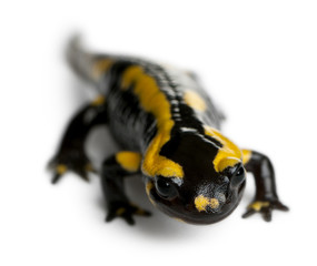 Fire salamander, Salamandra salamandra