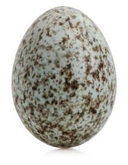 House Sparrow egg, Passer domesticus