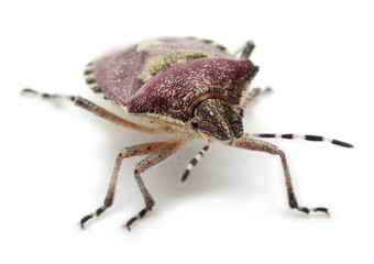 Shield bug, Dolycoris baccarum, in front of white background