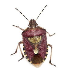 High angle view of Shield bug, Dolycoris baccarum