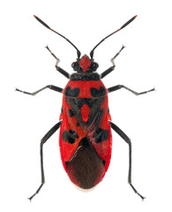 High angle view of Scentless plant bug, Corizus hyoscyami