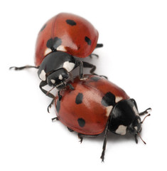 Seven-spot ladybirds, Coccinella septempunctata