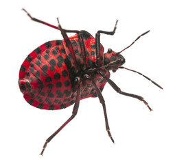 Shield bug, Graphosoma lineatum, in front of white background