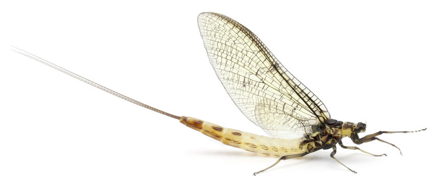 Mayfly, Ephemera danica, in front of white background