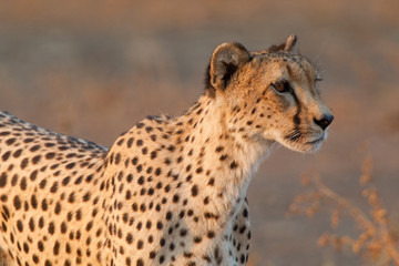 A cheetah on the hunt