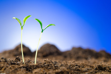 Green seedlings in new life concept
