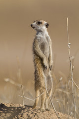 Meerkat standing