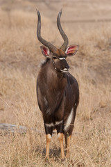 Male Nyala