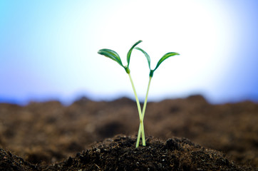 Green seedlings in new life concept