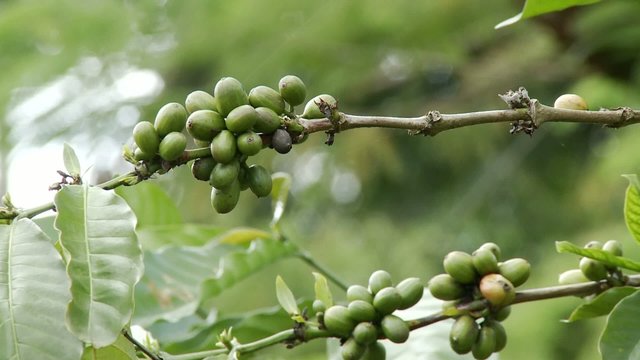 arabica