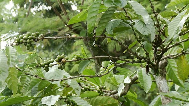 arabica