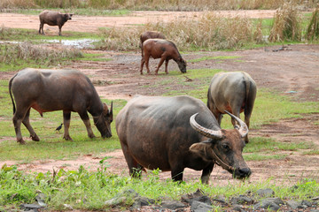 A flock of buffaloes in wide open field