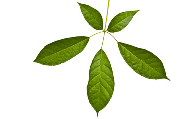 Green leaf