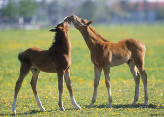 Young colt playing in a field.