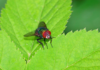 A blowfly (Lucilia sp.) on a leaf