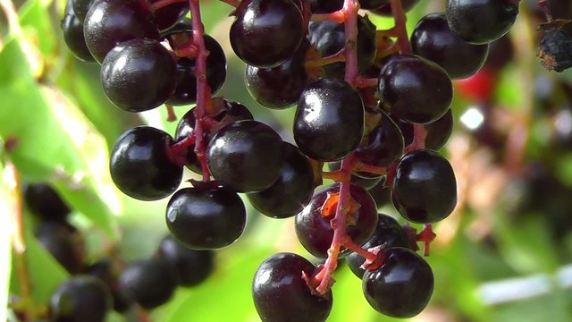 Gemeine Trauben-Kirsche - Fr&uuml;chte