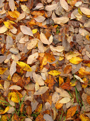 autumn leaves