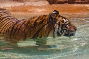 Fototapeta na wymiar Tiger pływa w basenie