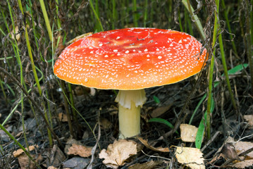 Amanita panterina